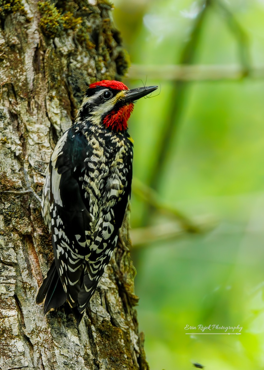 Yellow-bellied Sapsucker - ML638318201