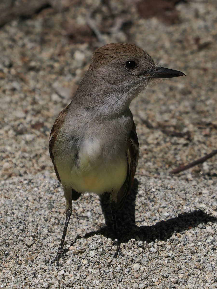 Ash-throated Flycatcher - ML638318209
