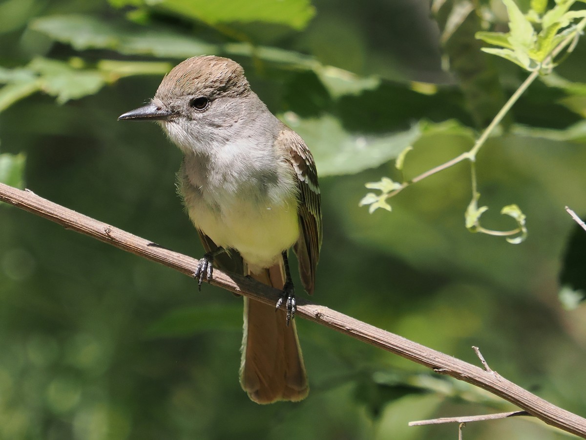 Ash-throated Flycatcher - ML638318210