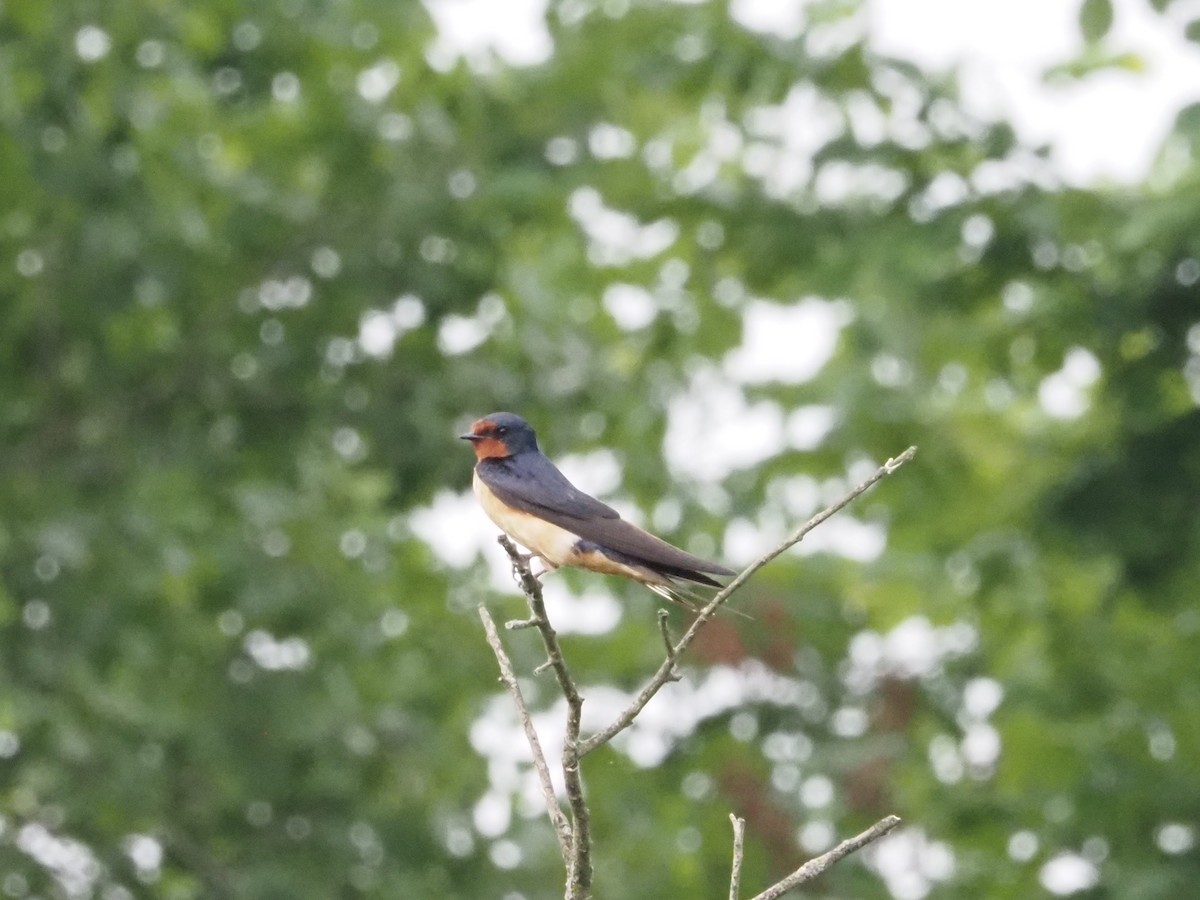 Barn Swallow - ML638318214