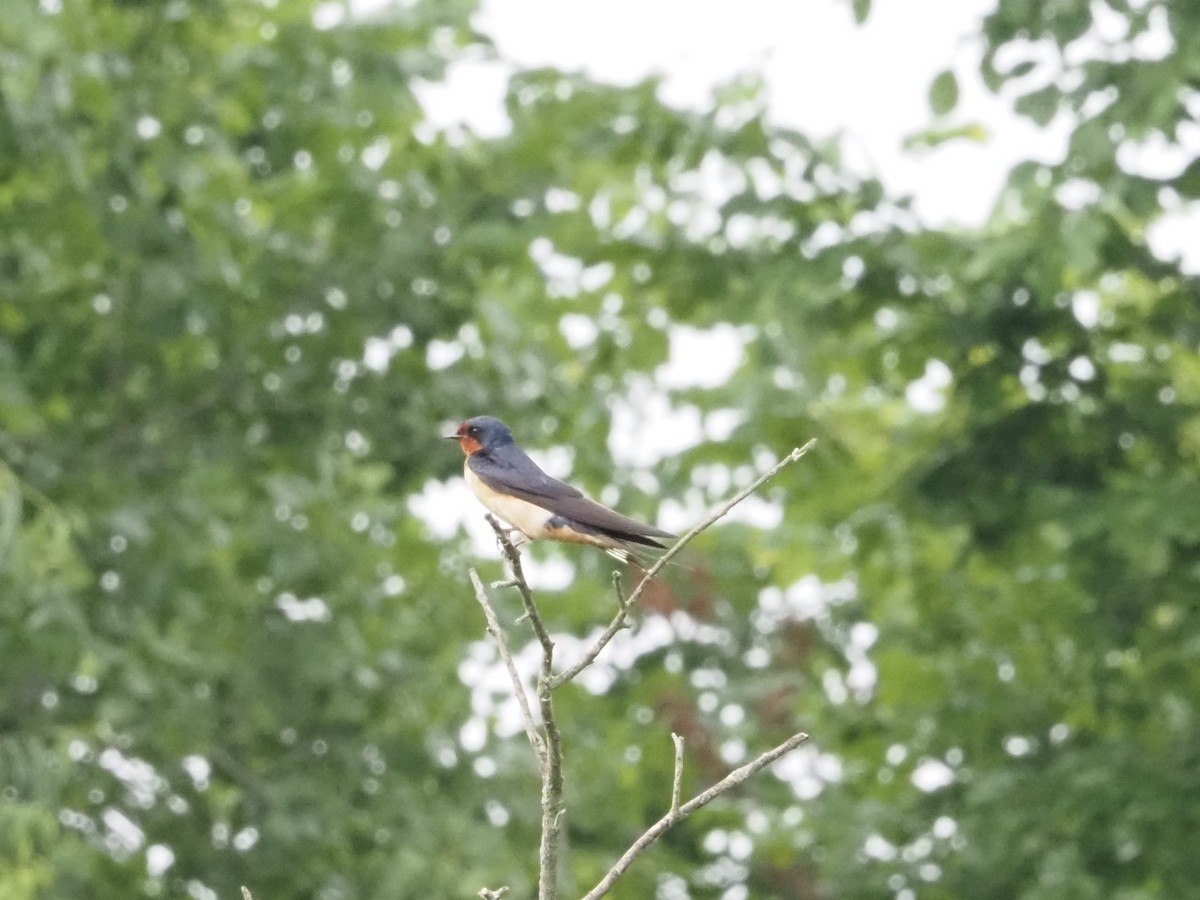 Barn Swallow - ML638318215