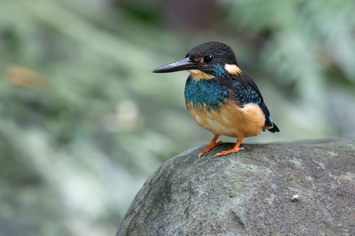 Javan Blue-banded Kingfisher - ML638318216