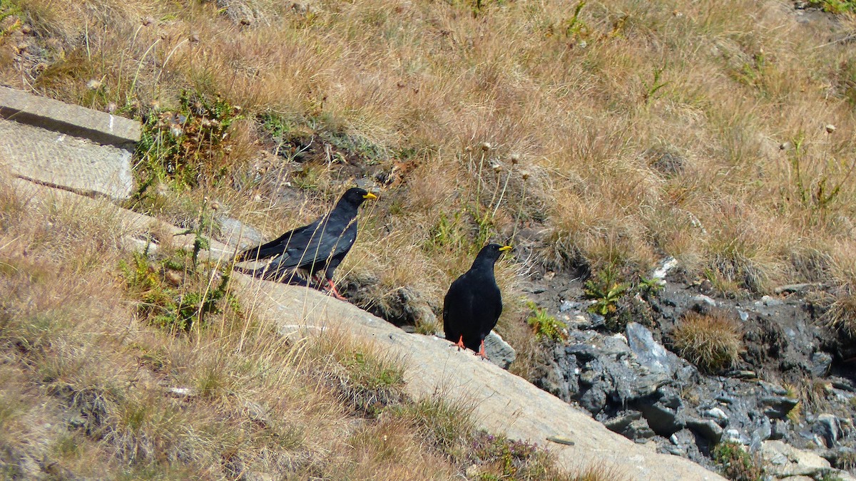 Yellow-billed Chough - ML638318226