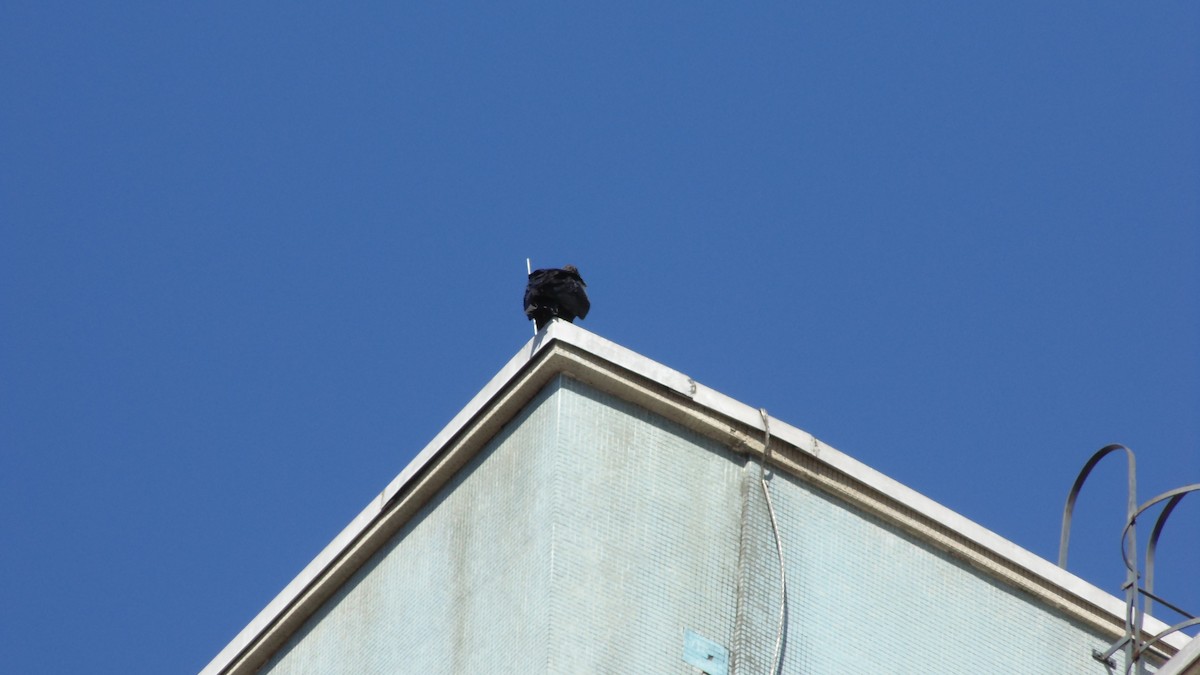 Zopilote Negro - ML638318229
