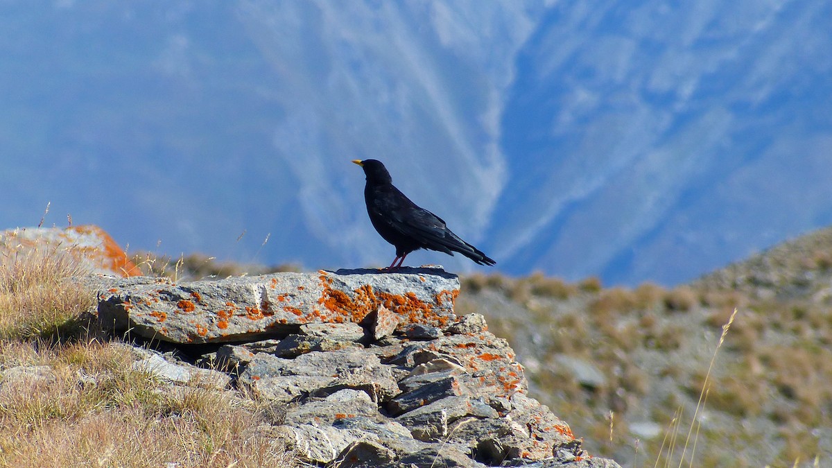 Yellow-billed Chough - ML638318233