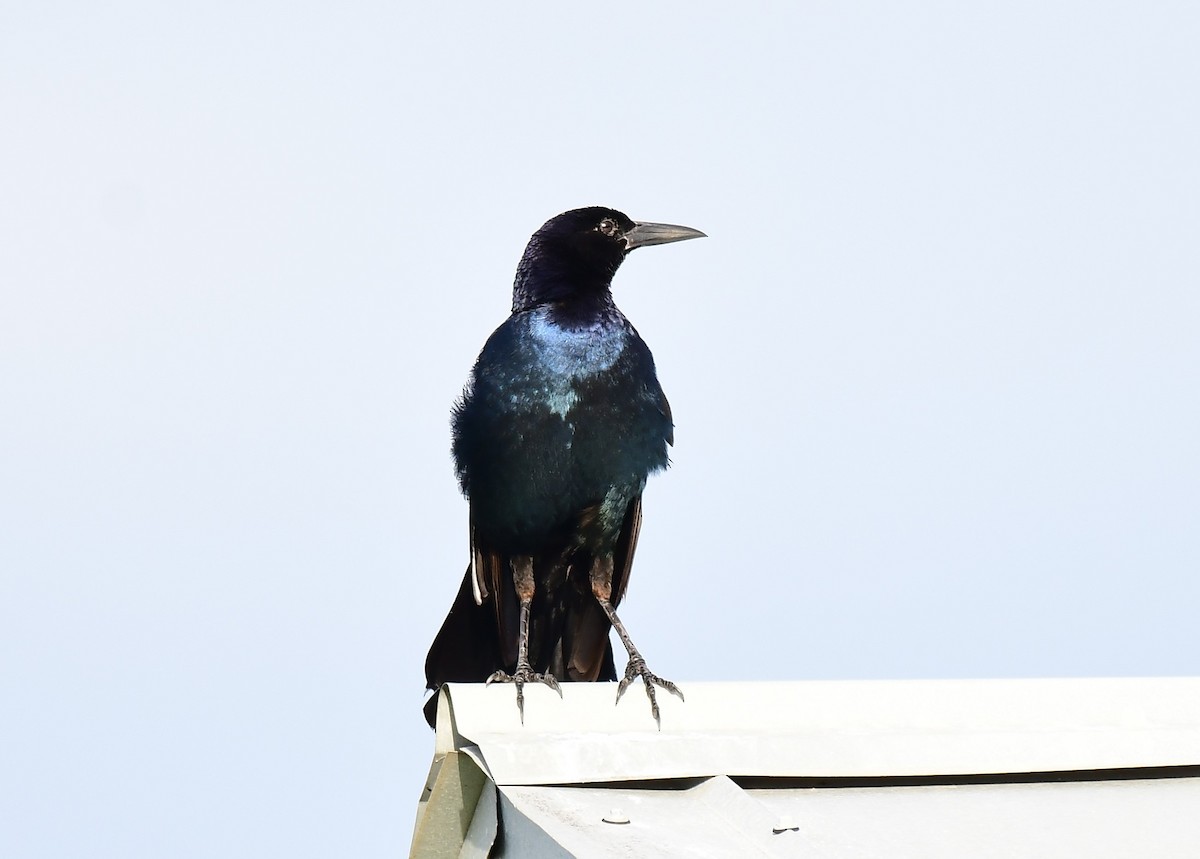 Boat-tailed Grackle - ML638318236