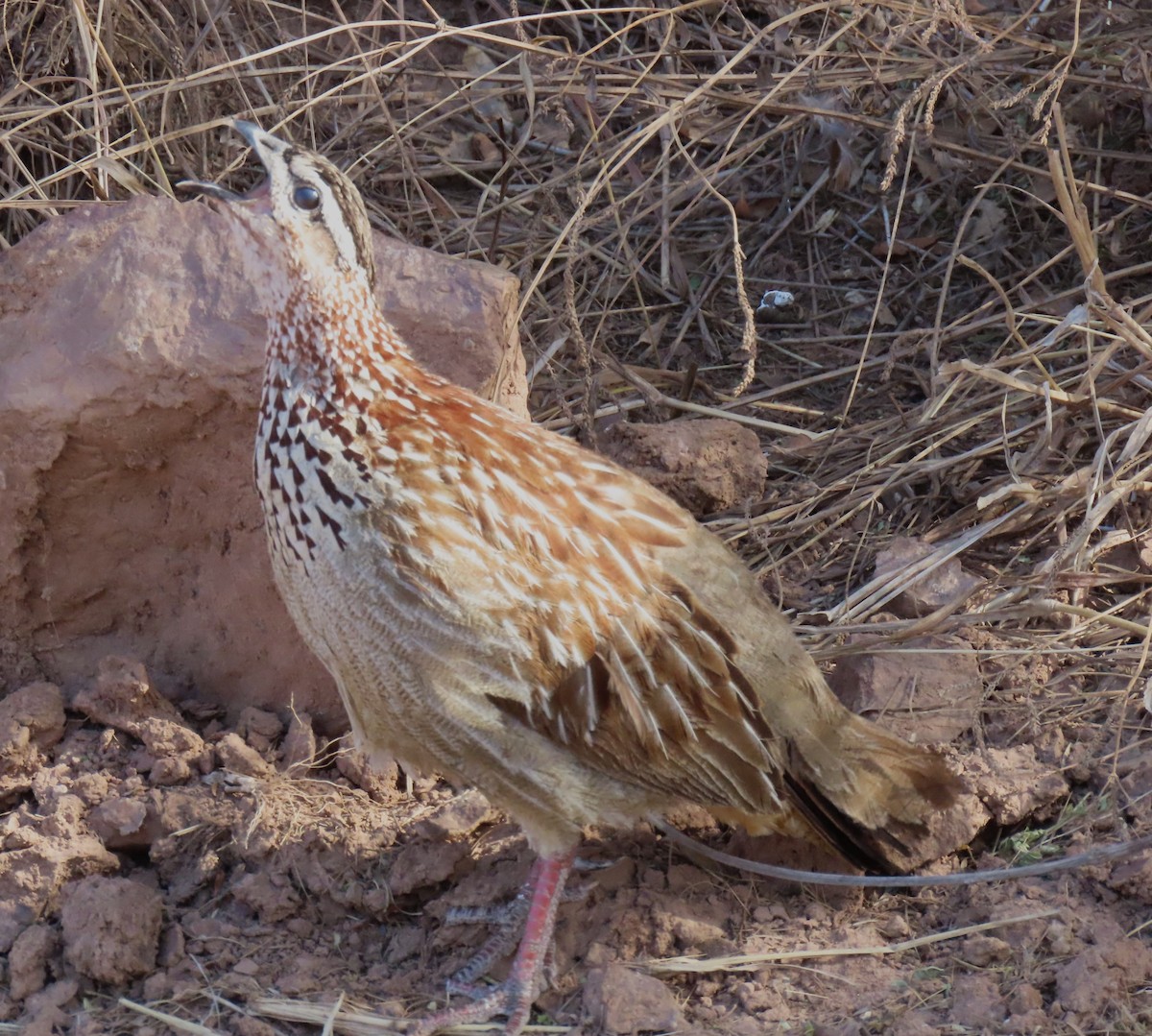 Crested Francolin - ML638318251