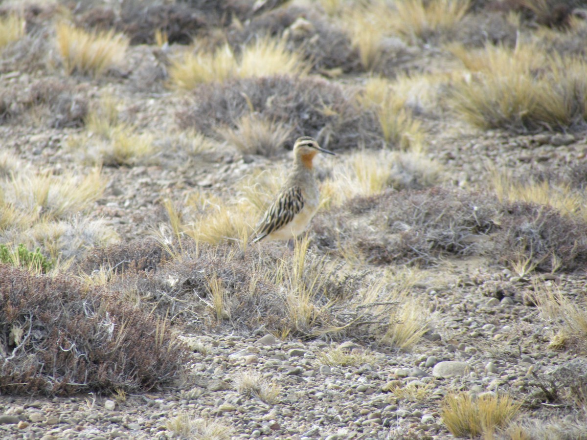 Tawny-throated Dotterel - ML638318258