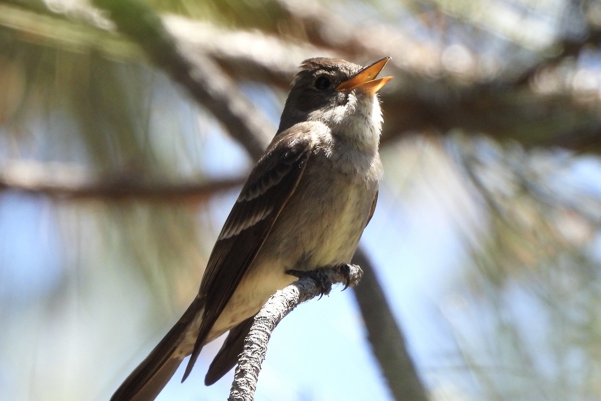 Western Wood-Pewee - ML638318262