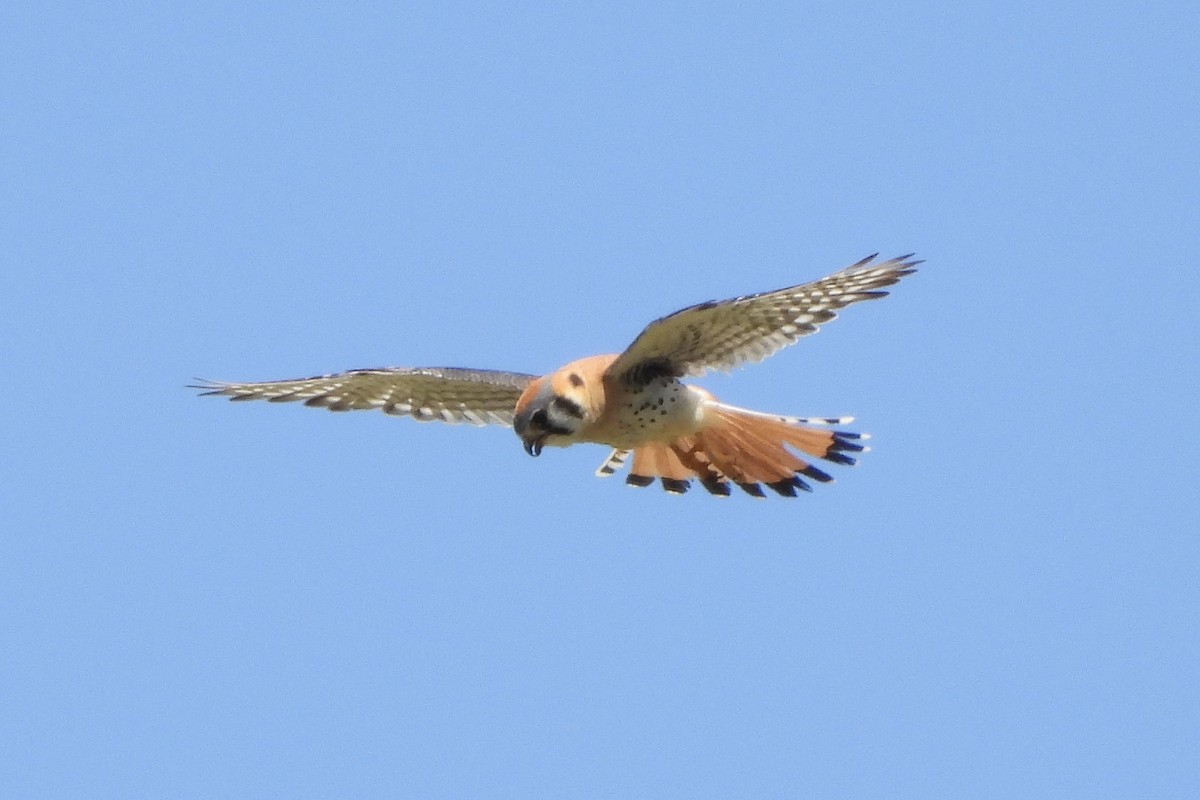 American Kestrel - ML638318265