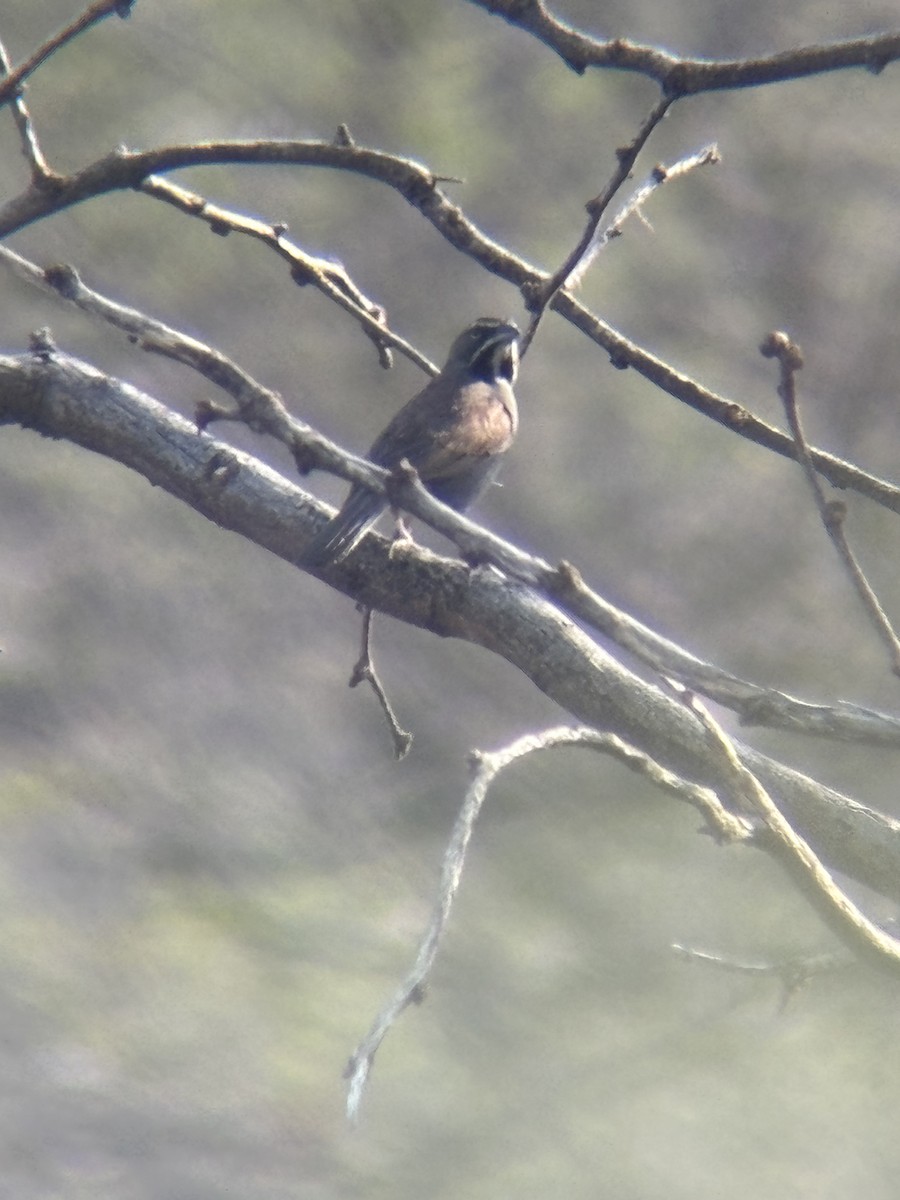 Five-striped Sparrow - ML638318266