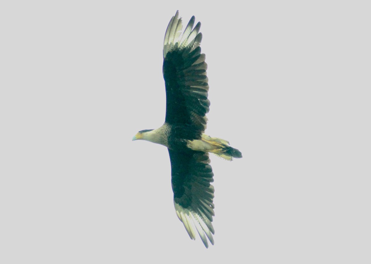 Crested Caracara - ML638318270