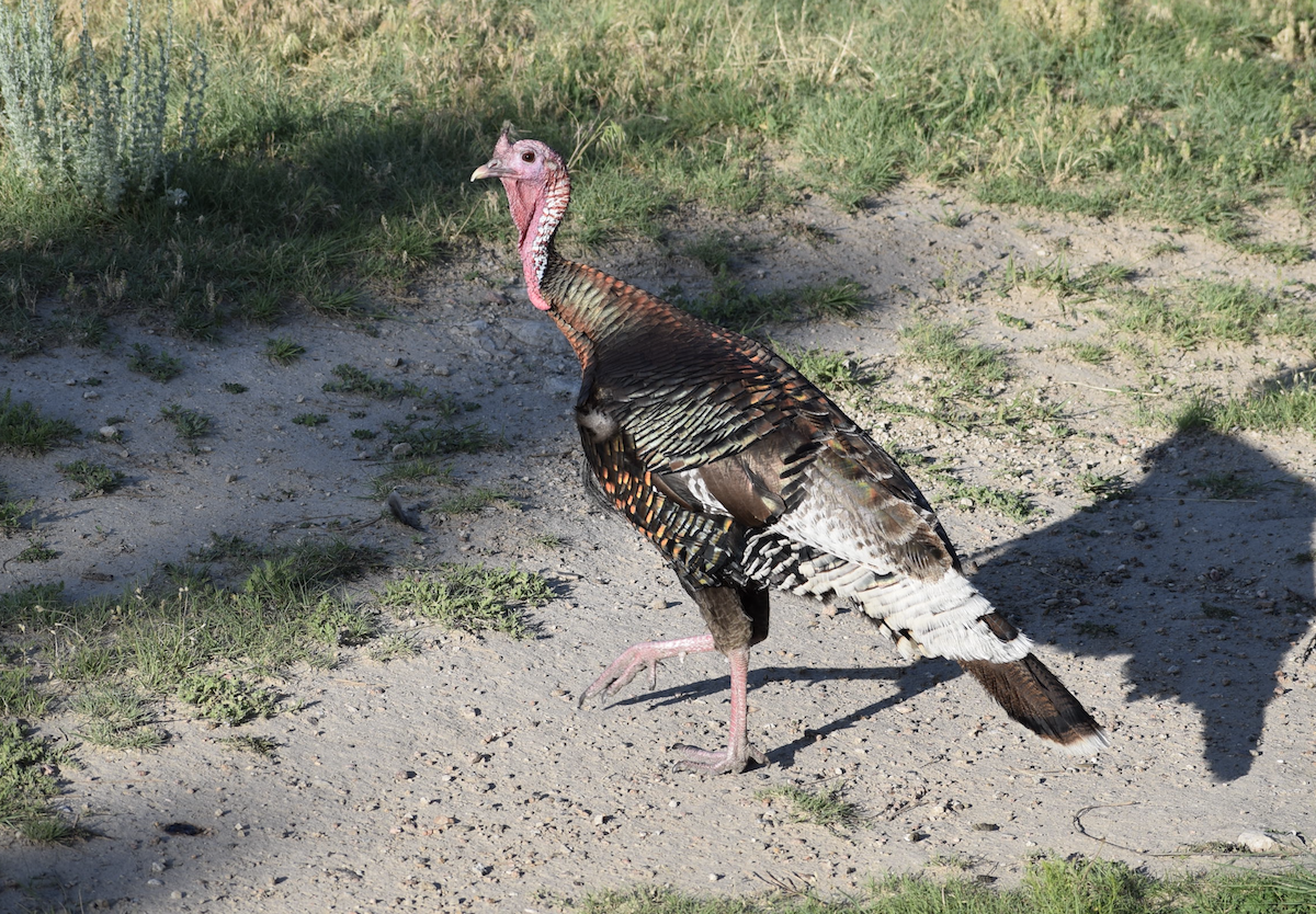 Wild Turkey - ML638318272