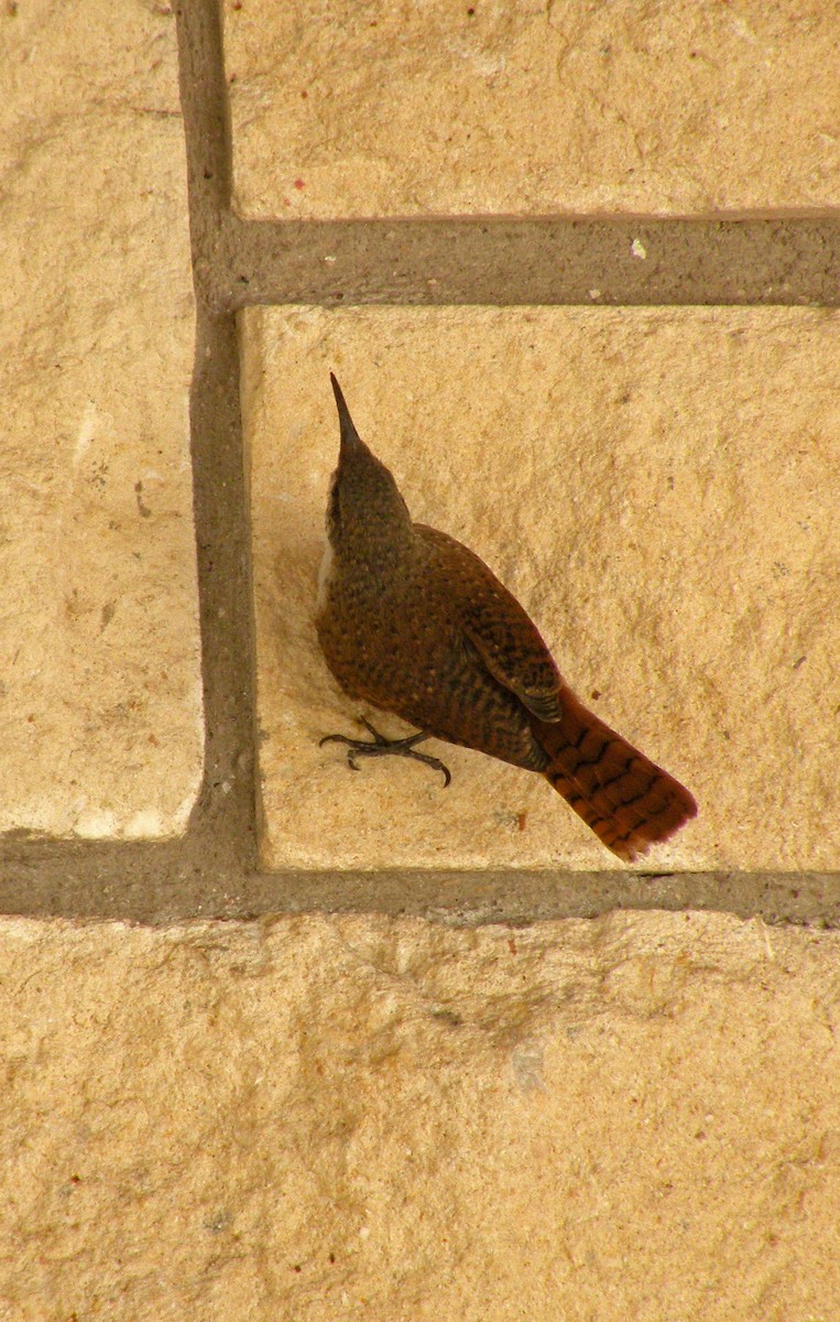 Canyon Wren - ML638318274