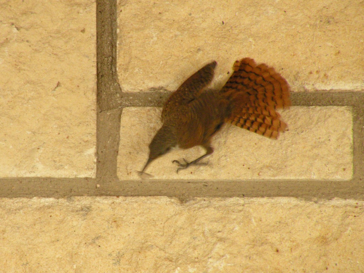 Canyon Wren - ML638318276