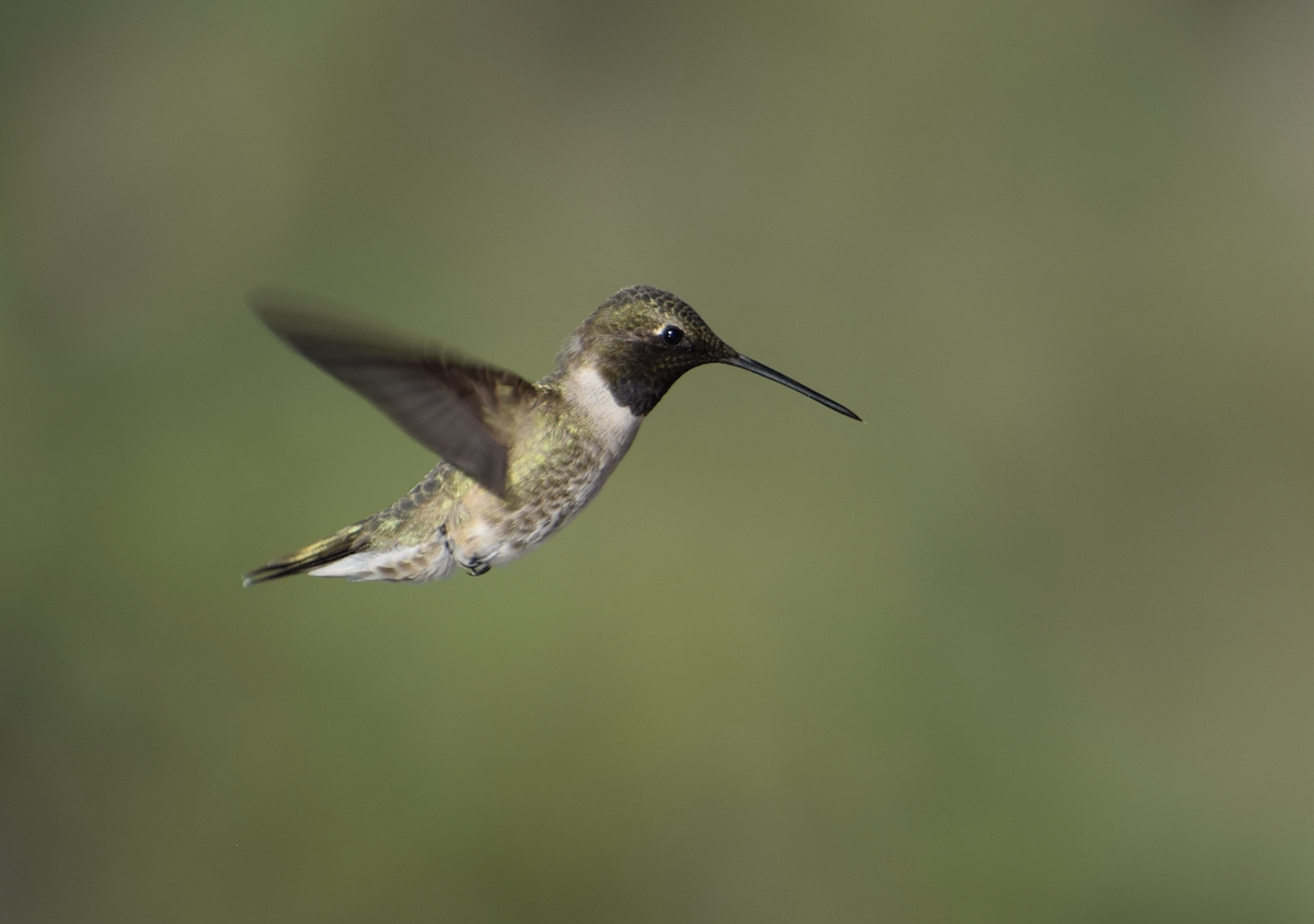 svartstrupekolibri - ML638318279