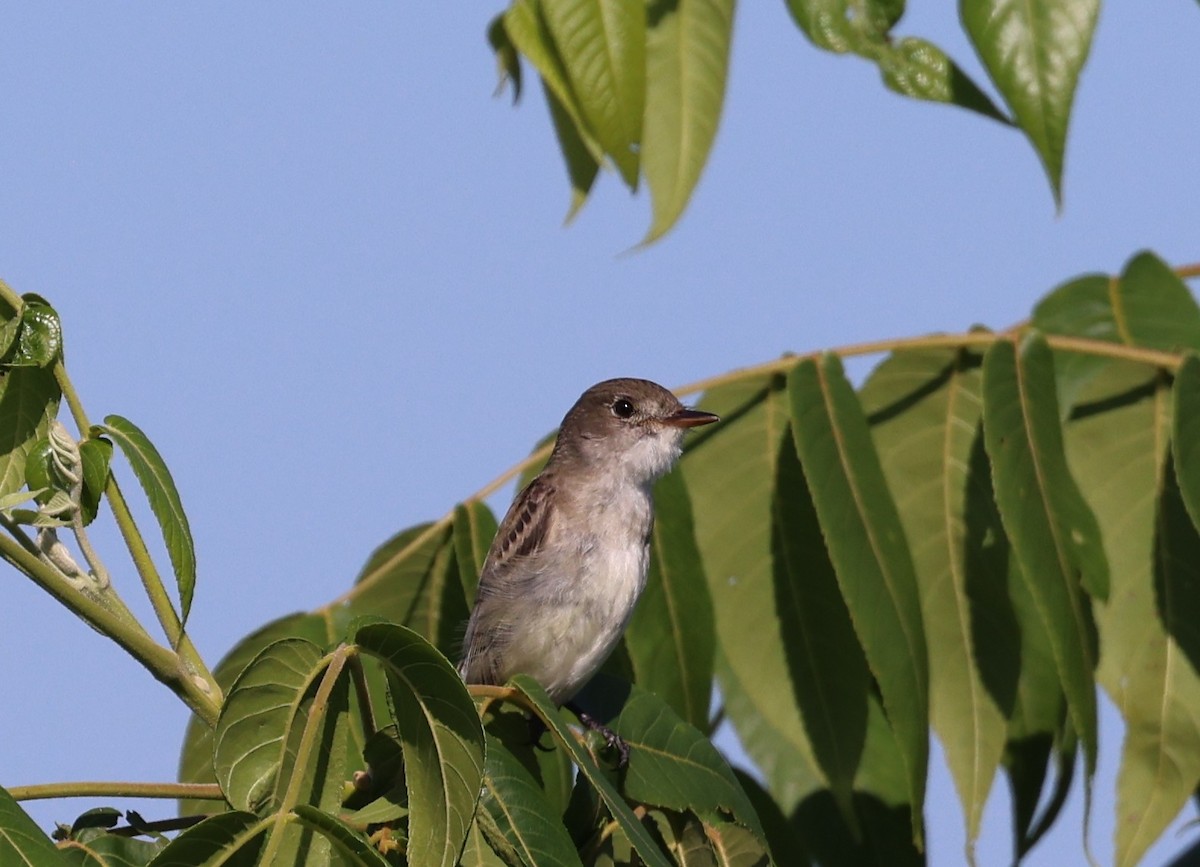 Willow Flycatcher - ML638318284
