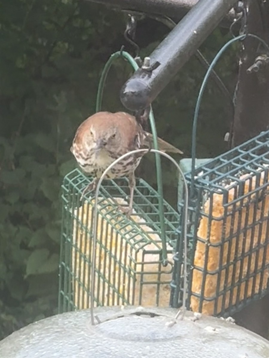Brown Thrasher - ML638318285