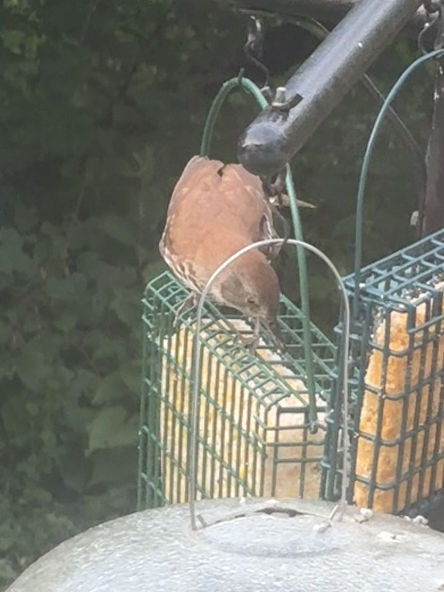 Brown Thrasher - ML638318286