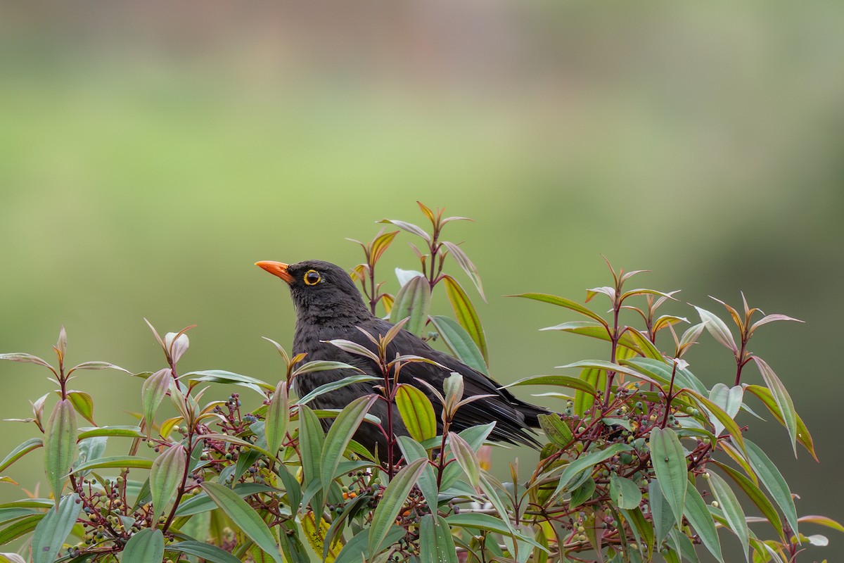Great Thrush - ML638318287