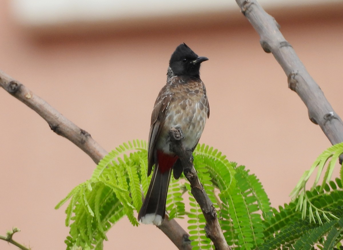 Red-vented Bulbul - ML638318293