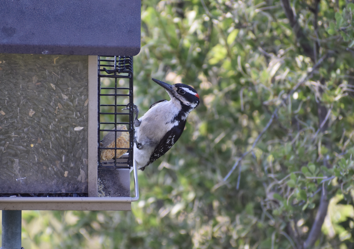 Hairy Woodpecker - ML638318301
