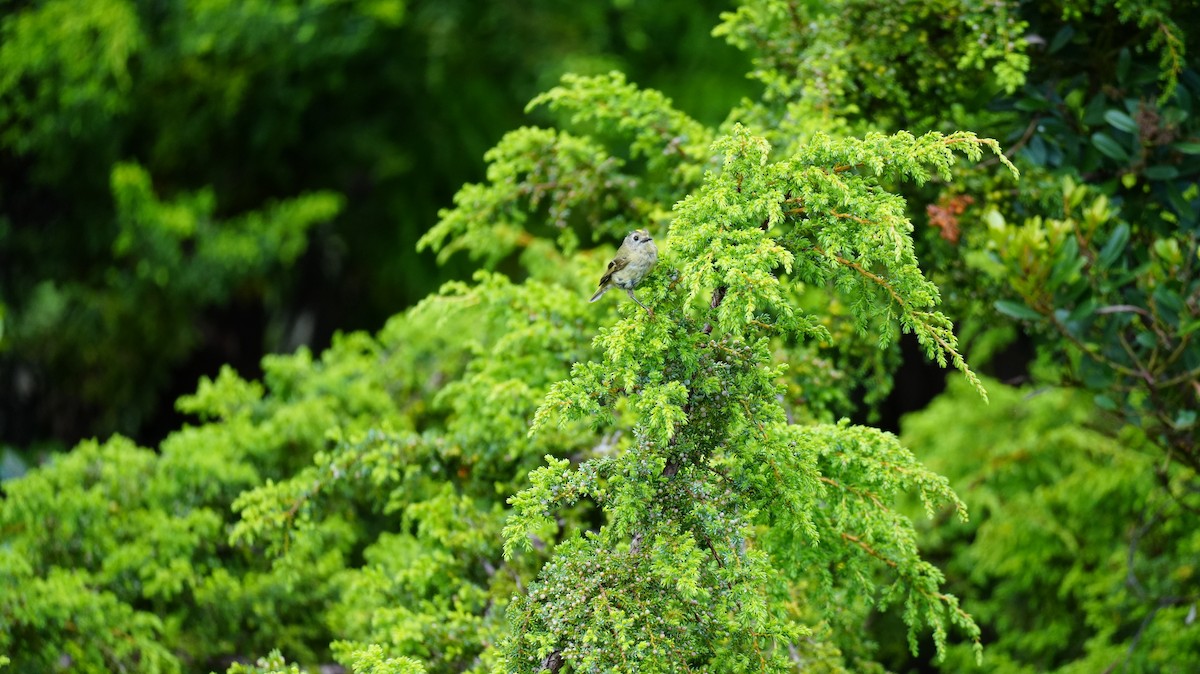 Goldcrest - ML638318305