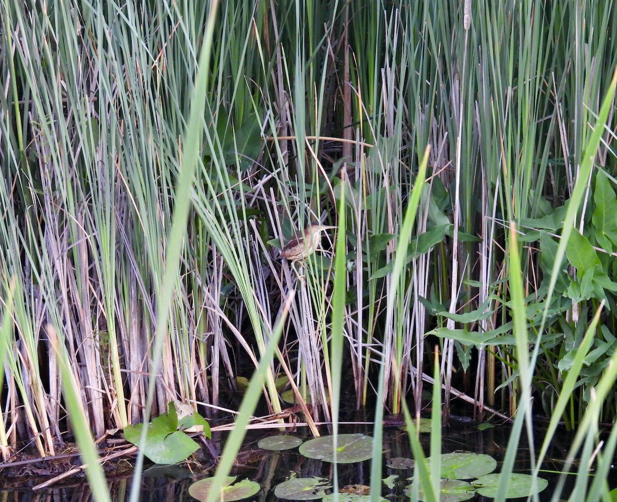 Least Bittern - ML638318313