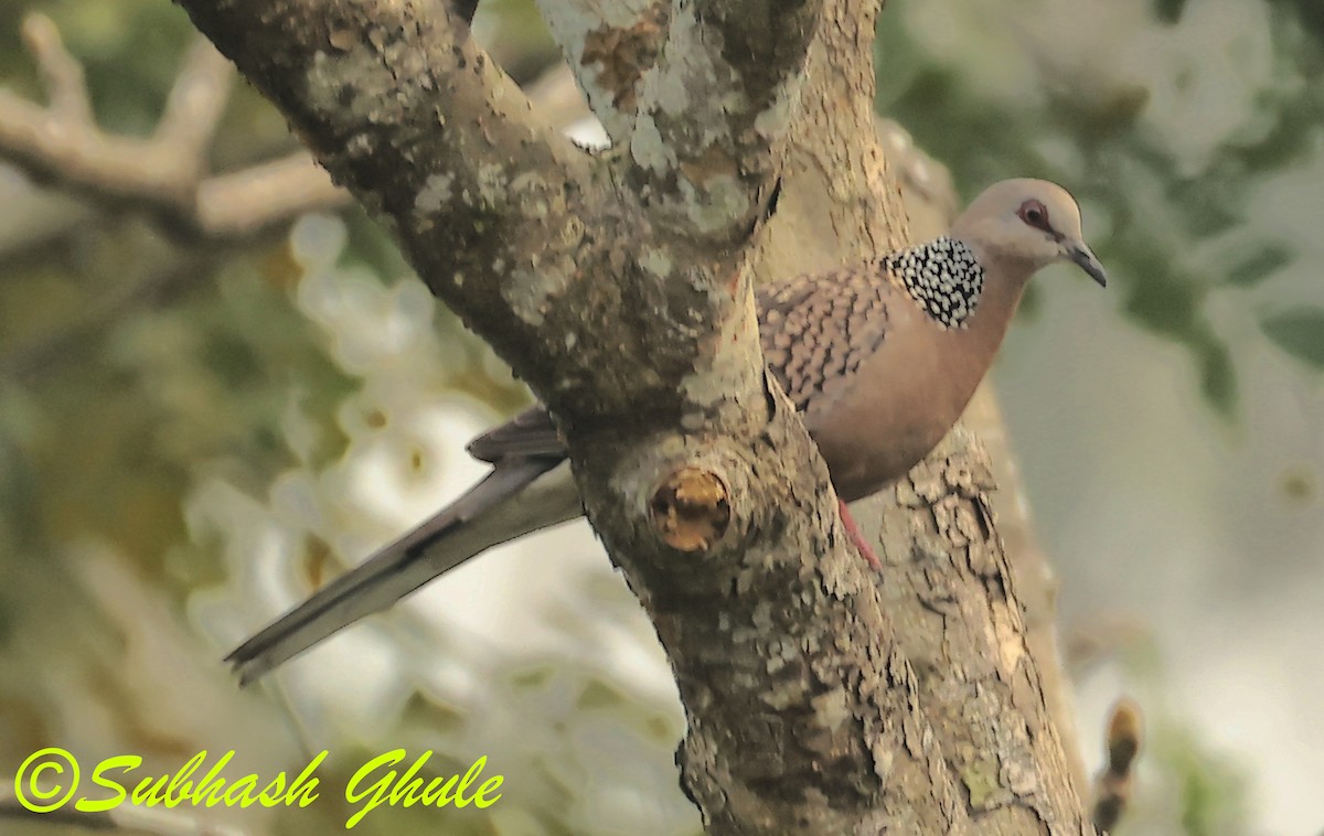 Spotted Dove - ML638318321