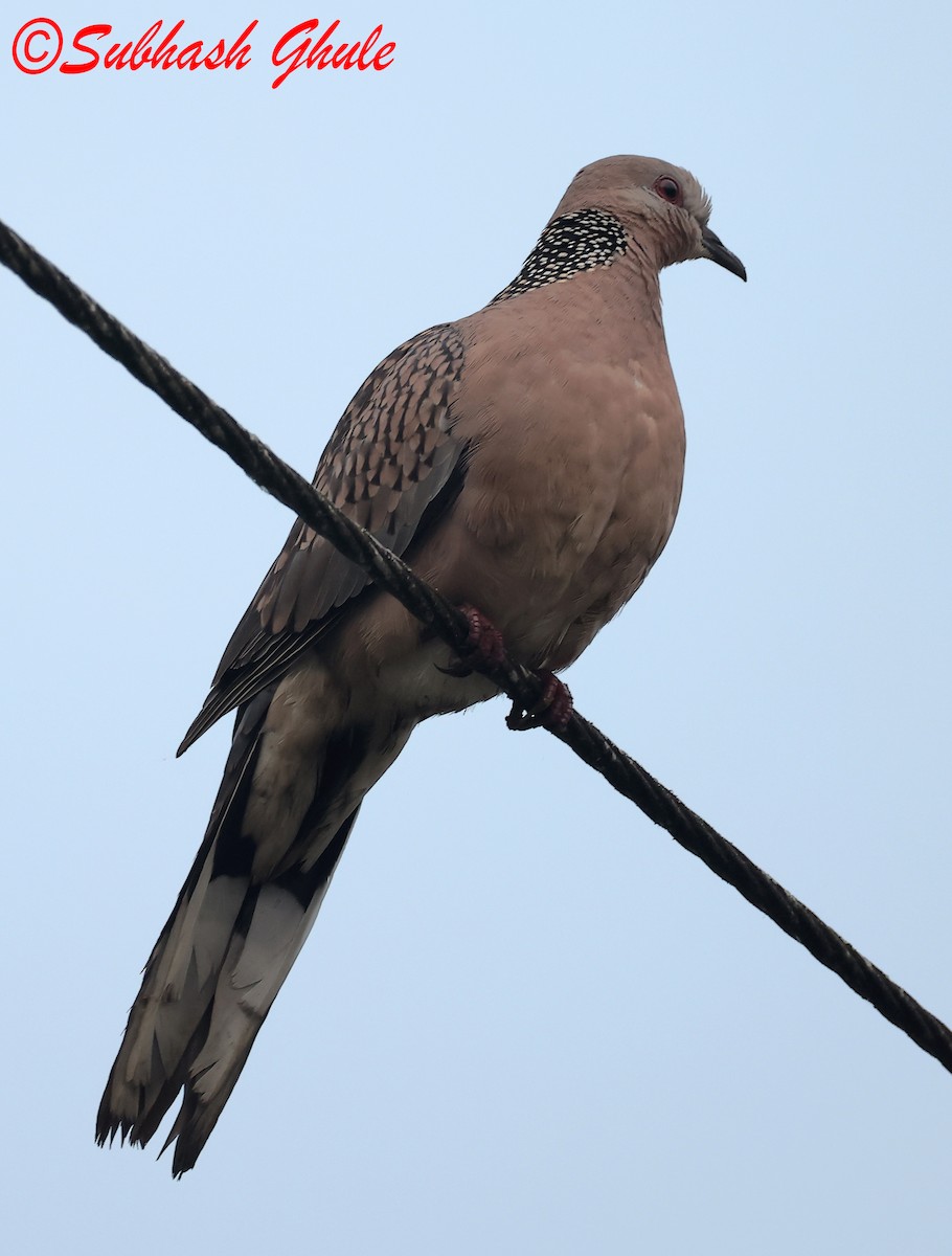 Spotted Dove - ML638318322