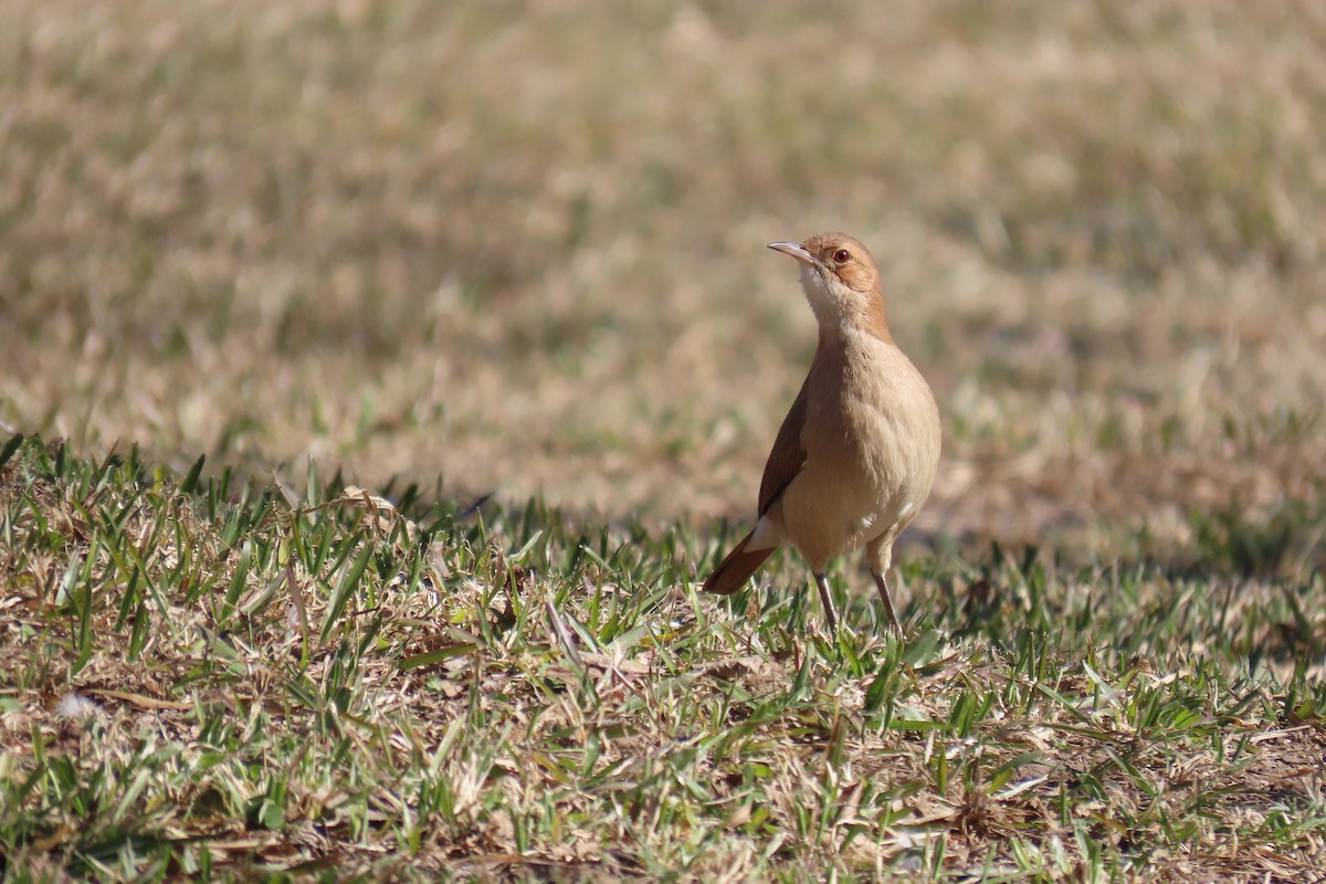 Rufous Hornero - ML638318324
