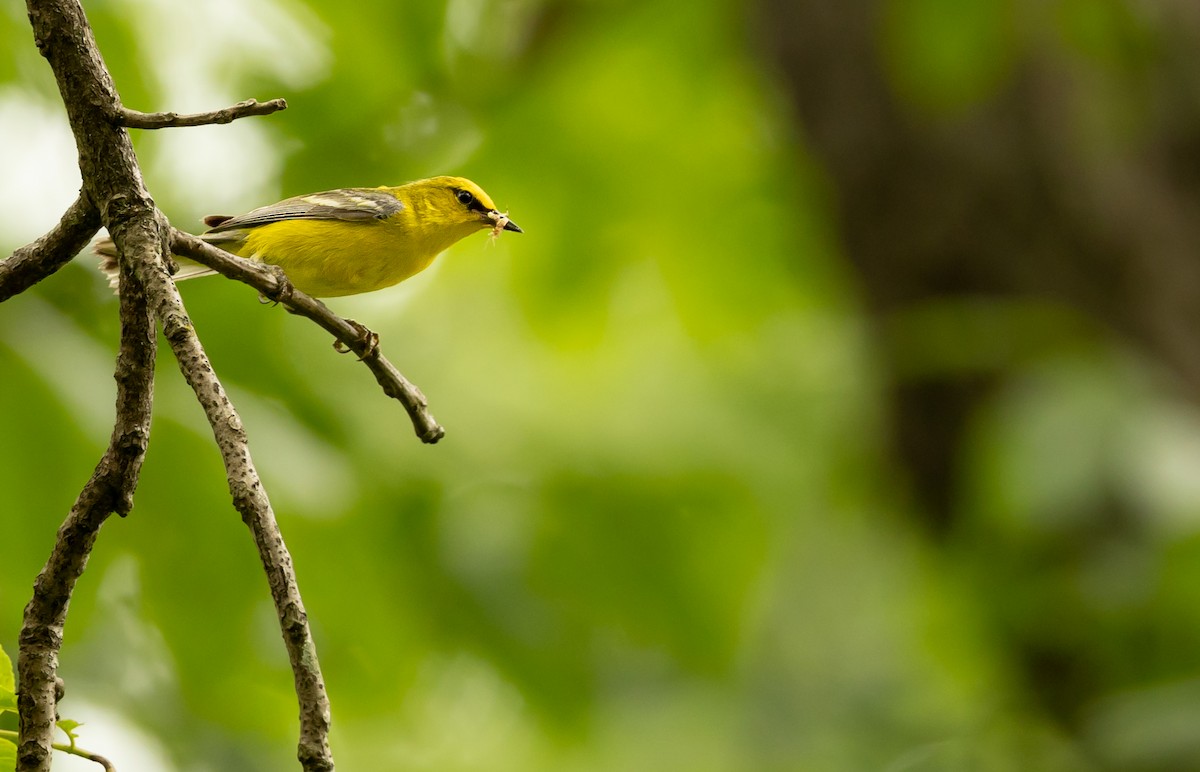 Blue-winged Warbler - ML638318327