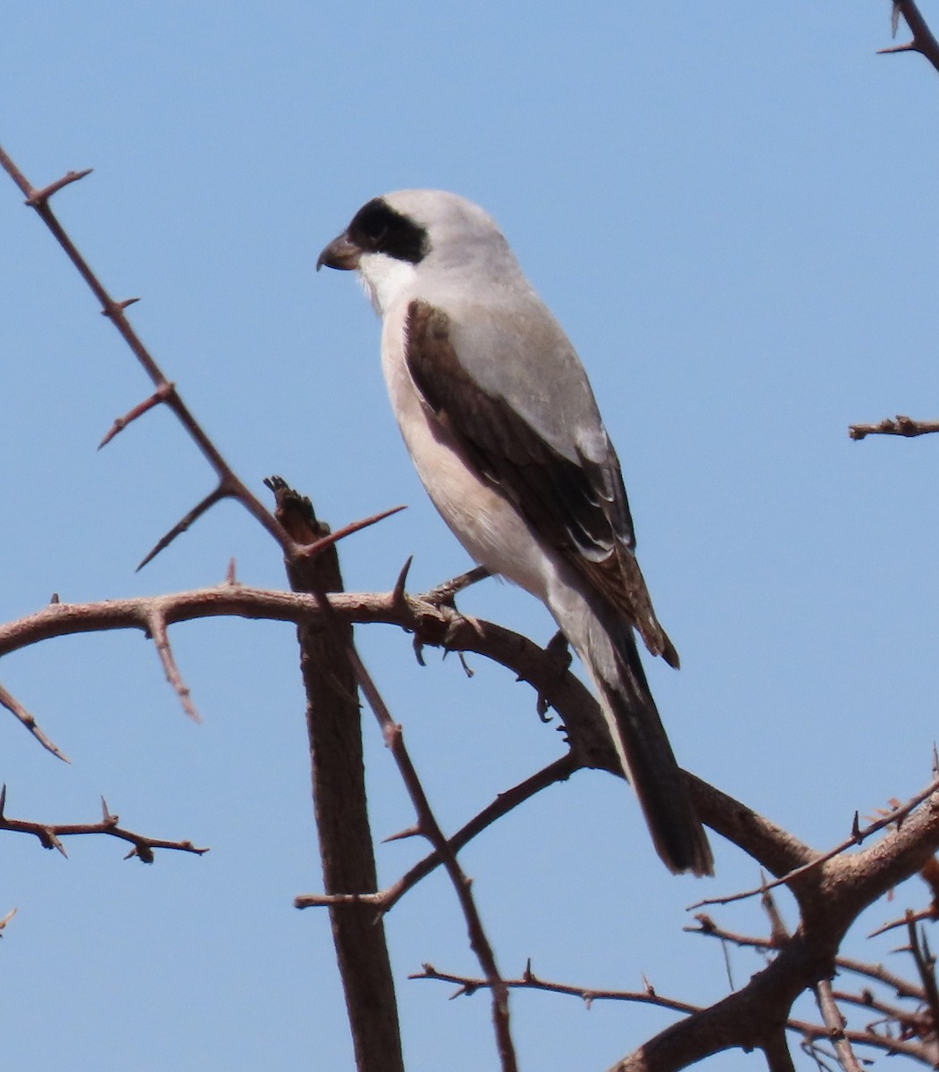 Lesser Gray Shrike - ML638318332