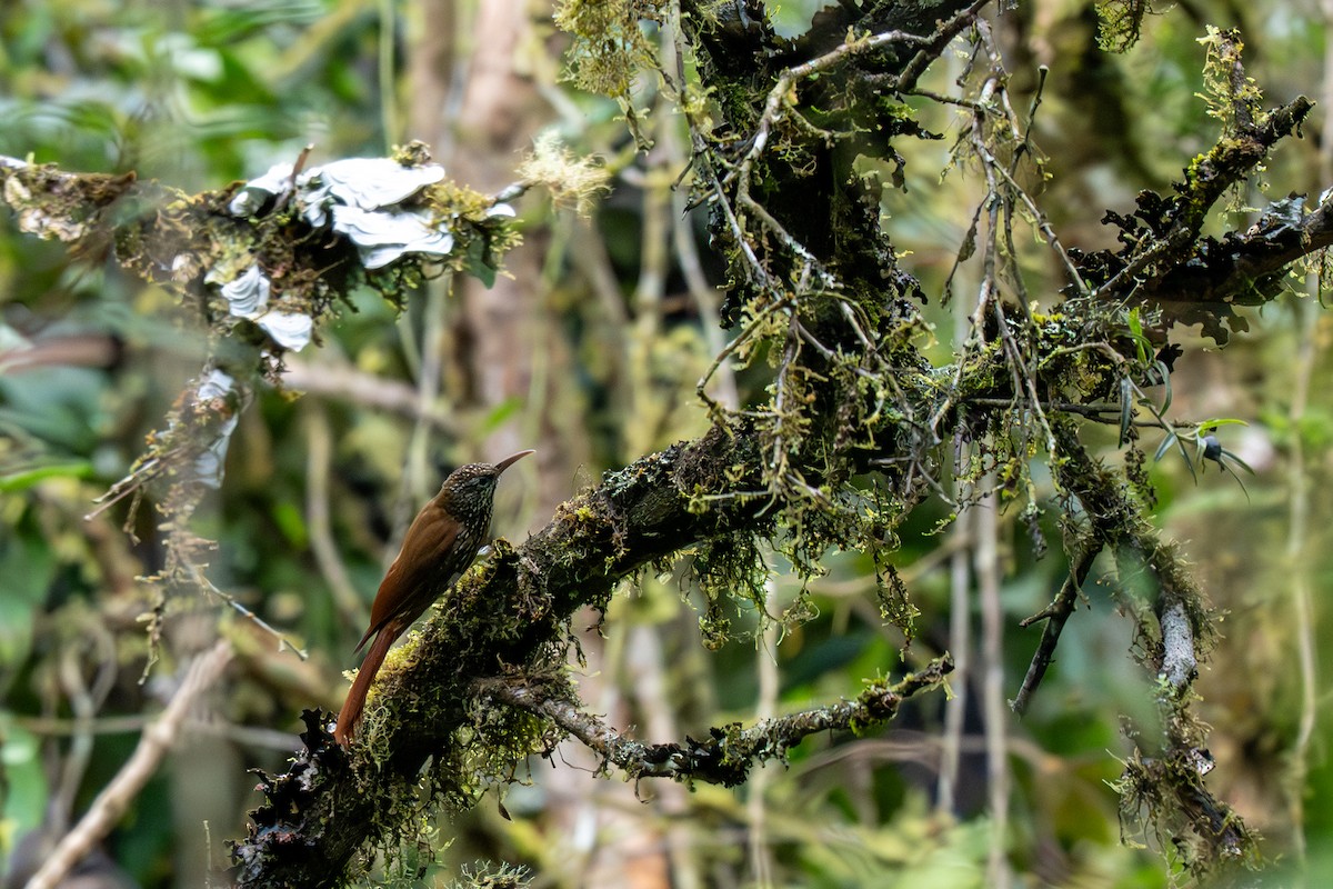 Montane Woodcreeper - ML638318340