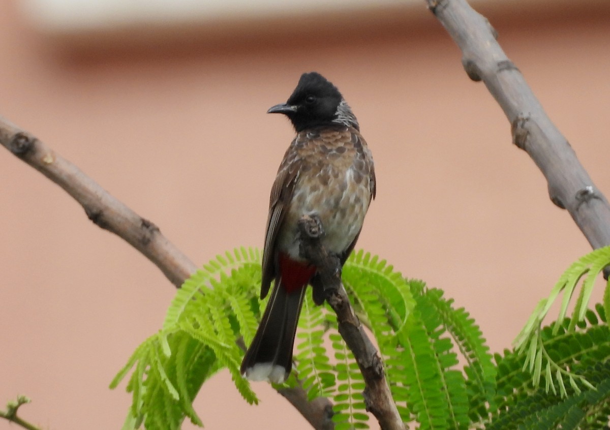 Red-vented Bulbul - ML638318345