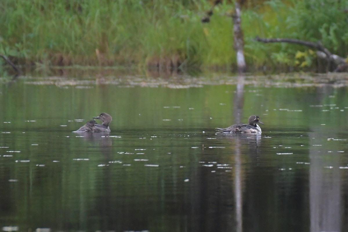 Hooded Merganser - ML638318348