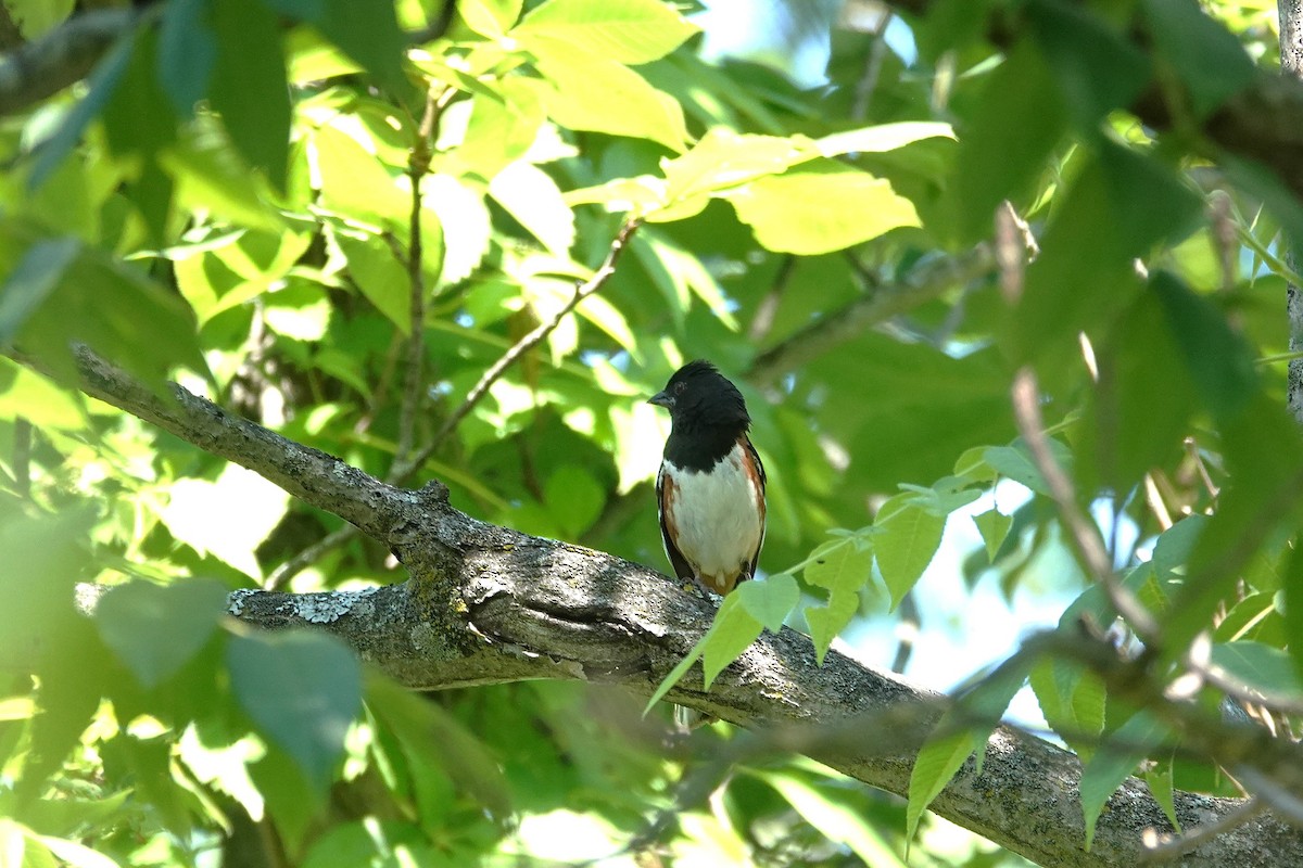 Eastern Towhee - ML638318393