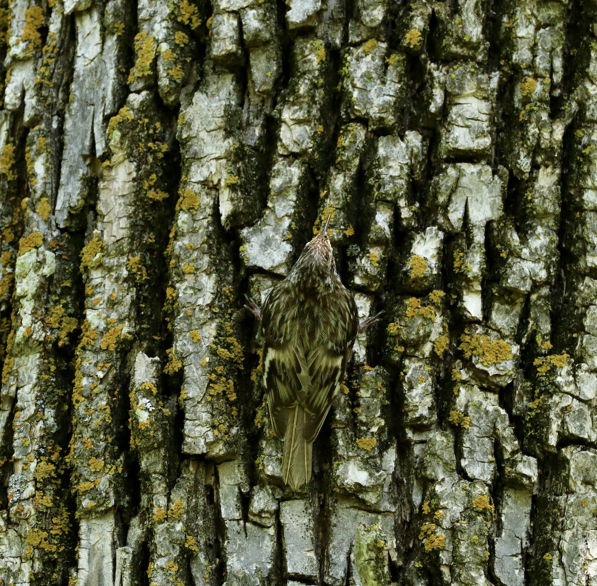 Amerikabaumläufer - ML638318424