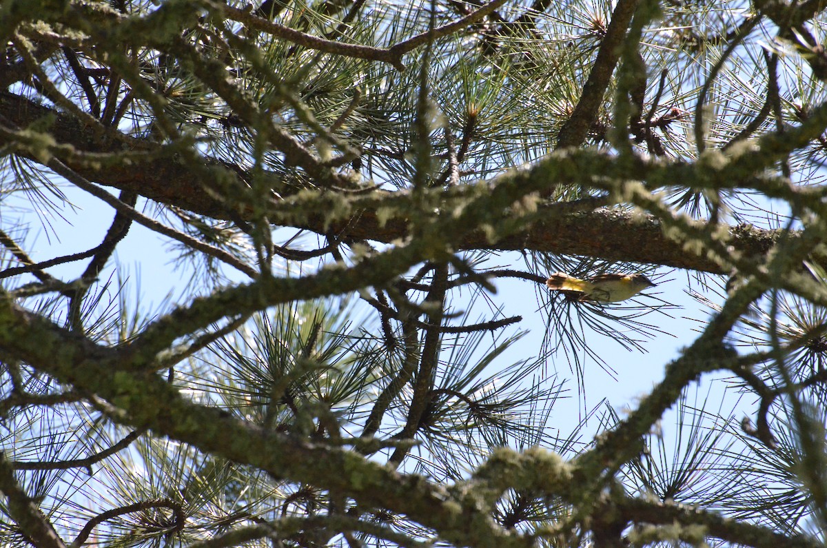 American Redstart - ML638318457