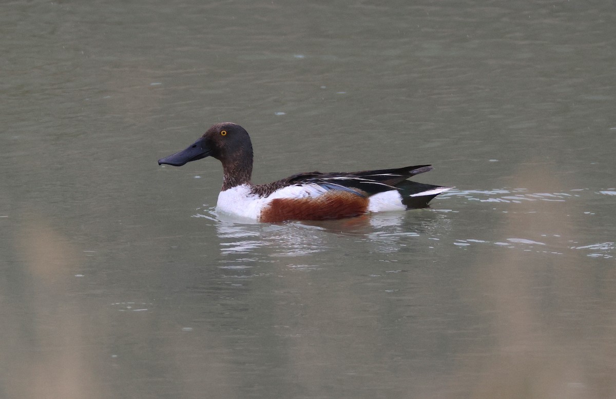Northern Shoveler - ML638318463