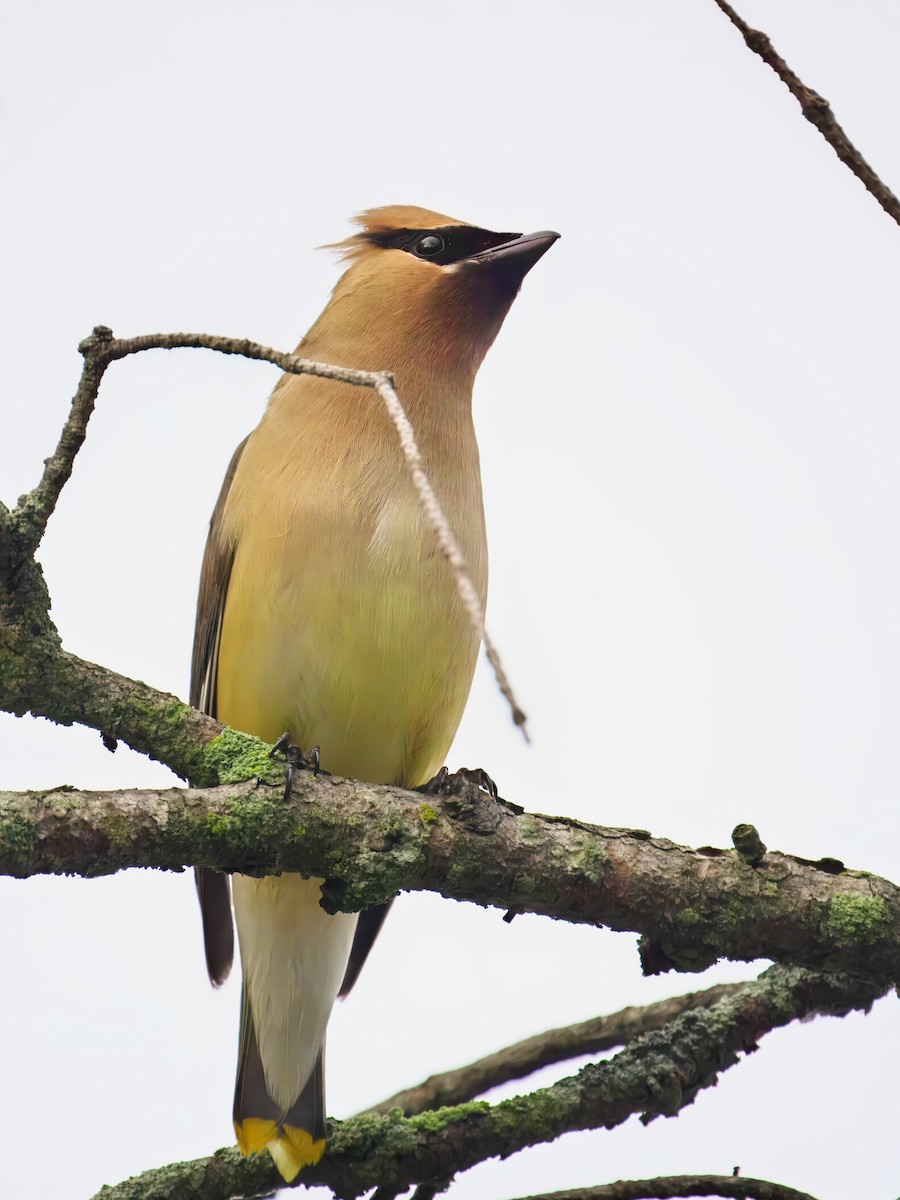 Cedar Waxwing - ML638318473