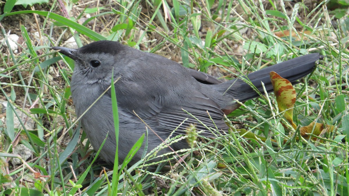 Pájaro Gato Gris - ML638318477