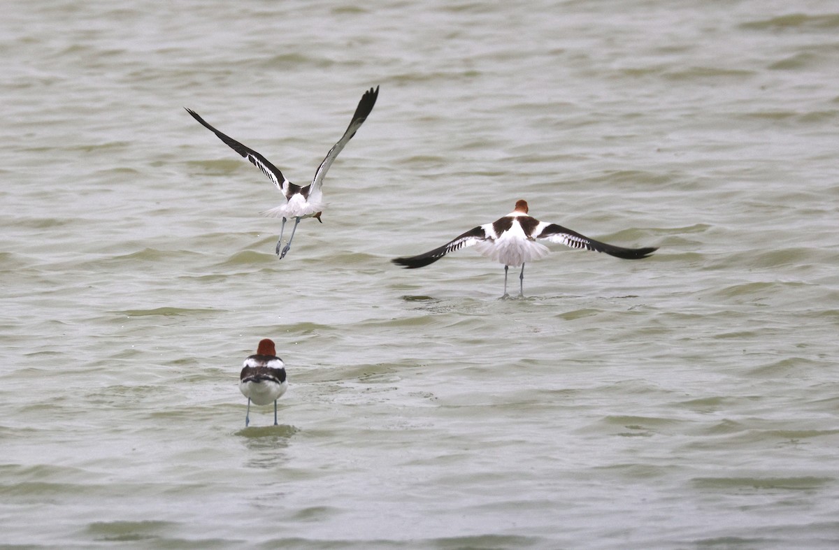 American Avocet - ML638318480