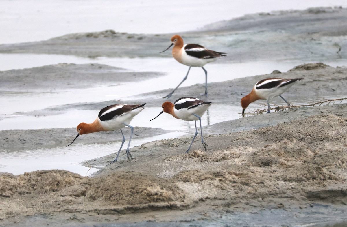 American Avocet - ML638318481