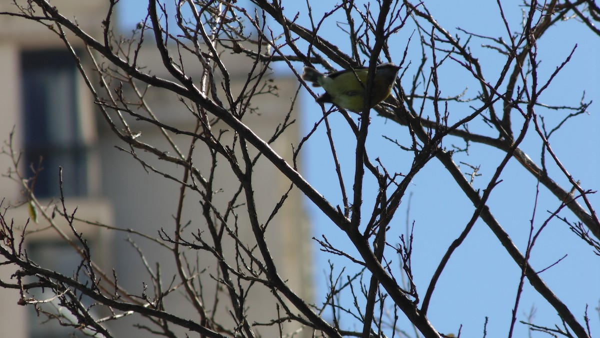 Bananaquit - ML638318482