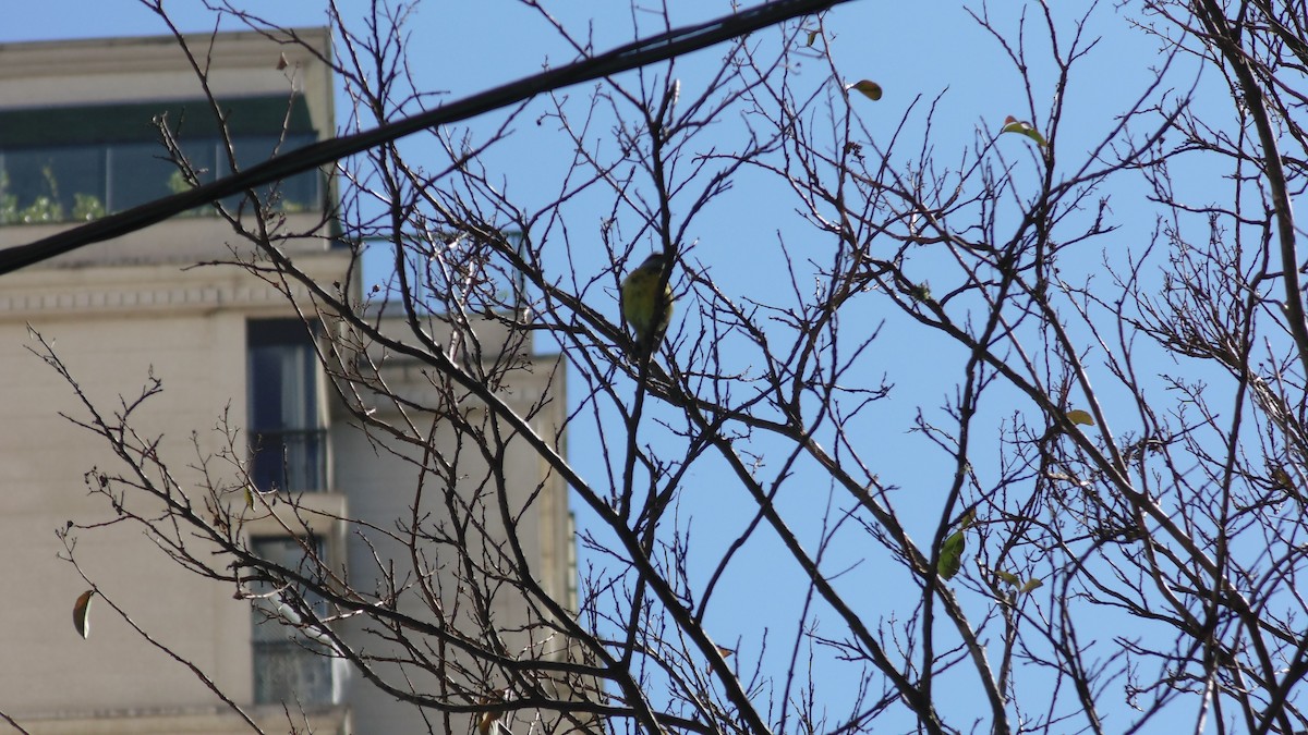 Bananaquit - ML638318485