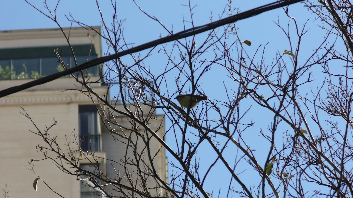 Bananaquit - ML638318486