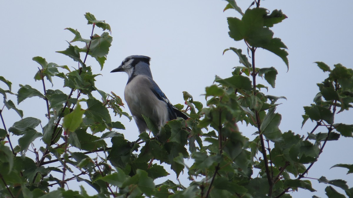 Blue Jay - ML638318495