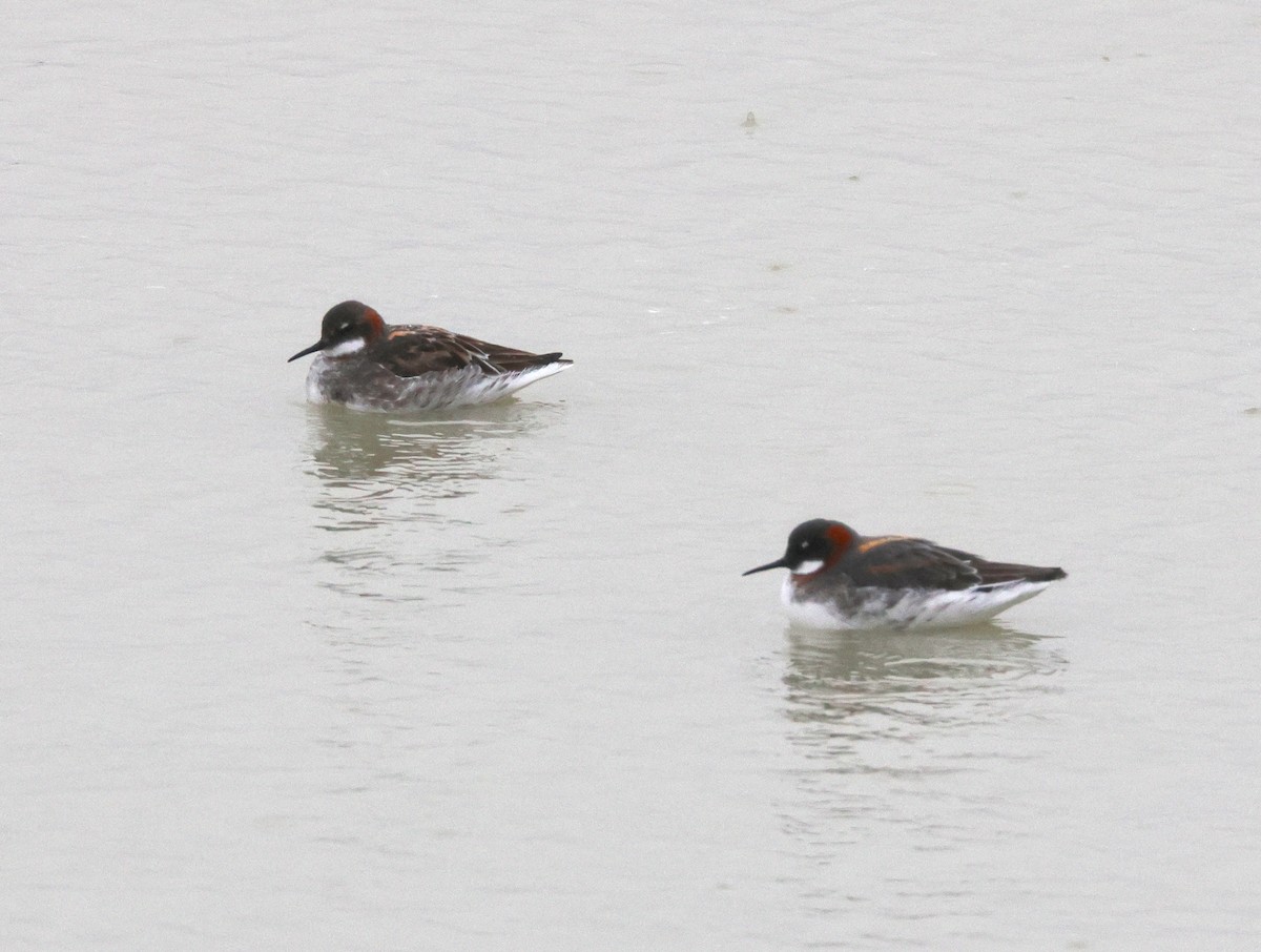 svømmesnipe - ML638318497