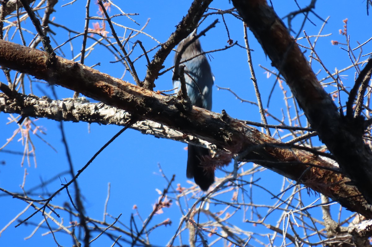 Steller's Jay - ML638318508